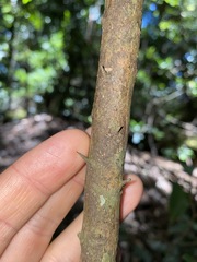 Citrus australasica