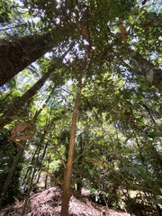 Citrus australasica
