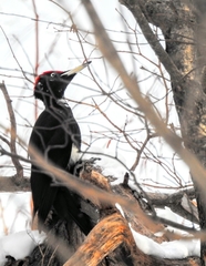 Dryocopus martius martius