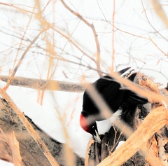 Dryocopus martius martius