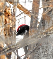 Dryocopus martius martius