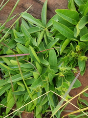 Vangueria pygmaea