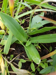 Habenaria barbertoni