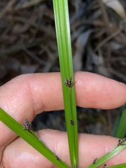 Cyperus tetraphyllus