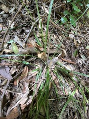 Cyperus tetraphyllus