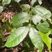 Palmeria racemosa - Photo (c) Greg Tasney, μερικά δικαιώματα διατηρούνται (CC BY-SA), uploaded by Greg Tasney