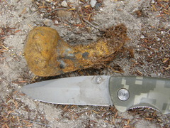 Pisolithus thermaeus