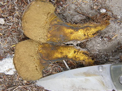 Pisolithus thermaeus