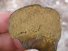 Pisolithus thermaeus