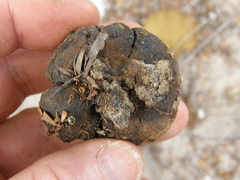Pisolithus thermaeus