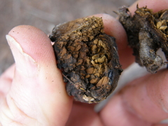 Pisolithus thermaeus