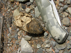 Pisolithus thermaeus