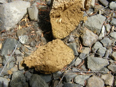 Pisolithus thermaeus