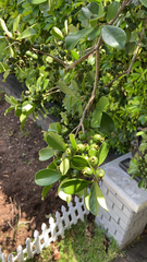 Psidium cattleyanum