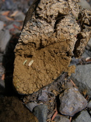 Pisolithus thermaeus