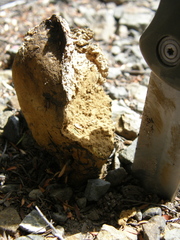 Pisolithus thermaeus