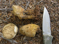 Pisolithus thermaeus