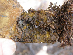 Pisolithus thermaeus