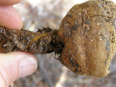 Pisolithus thermaeus