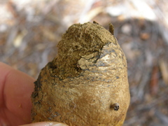 Pisolithus thermaeus