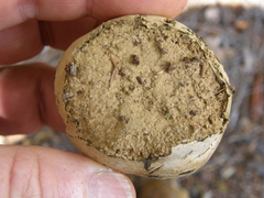 Pisolithus thermaeus
