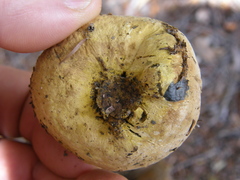 Pisolithus thermaeus