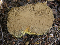Pisolithus thermaeus