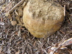 Pisolithus thermaeus