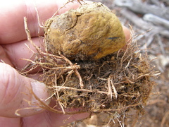Pisolithus thermaeus