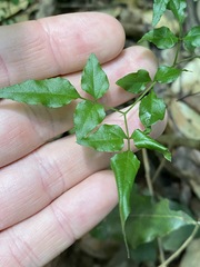 Jasminum singuliflorum