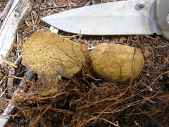 Pisolithus thermaeus