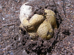Pisolithus thermaeus