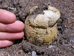 Pisolithus thermaeus