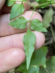 Jasminum singuliflorum
