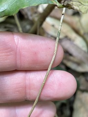 Jasminum singuliflorum