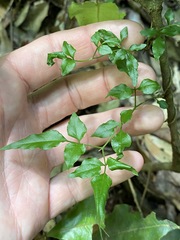 Jasminum singuliflorum