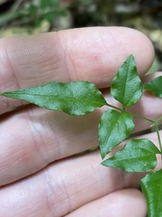 Jasminum singuliflorum