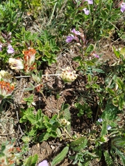 Anthyllis vulneraria biebersteiniana