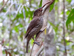 Scenopoeetes dentirostris