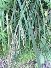 Poa anceps anceps