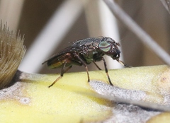 Notogramma