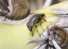 Notogramma