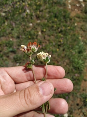 Anthyllis vulneraria biebersteiniana