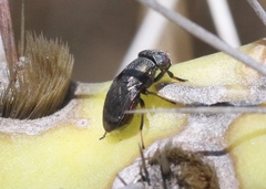 Notogramma