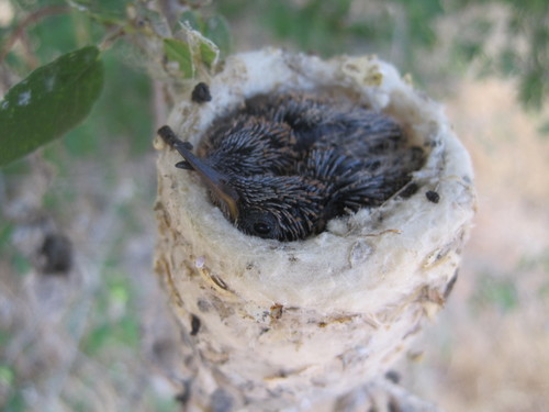 ハミングバード Black-chinned Hummingbird (Wildlife of Ridgway State Park