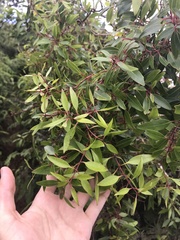 Metrosideros tremuloides