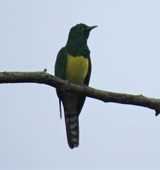 Chrysococcyx cupreus