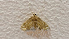 Eoophyla gibbosalis