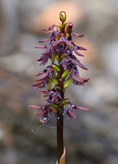 Genoplesium morrisii