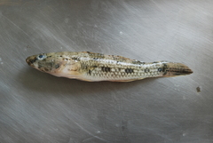 Glossogobius olivaceus